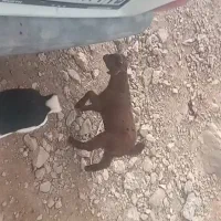 کود گوسفندی بدون خاک و خاشاک