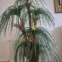 درختچه