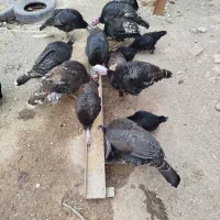 بوقلمون نر و ماده