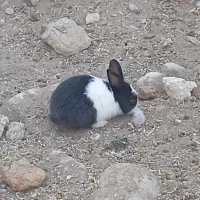 بچه خرگوش|موش و خرگوش|بهبهان, |دیوار