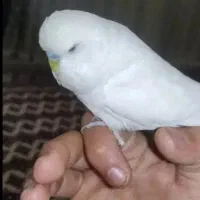 مرغ عشق انگلیسی
