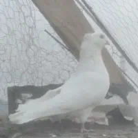 پرنده|پرنده|نگار, |دیوار