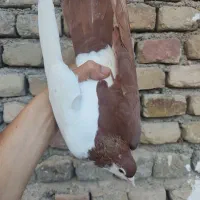 چپ کلاغ دم ساده هفترنگ