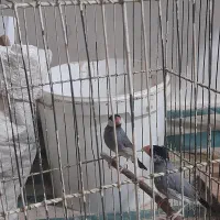 فنج بلبلی|پرنده|خرمشهر, |دیوار