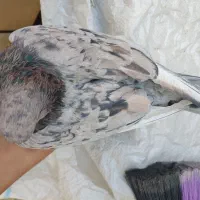 کبوتر ضمانتی