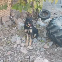 سگ دو رگه خارجی و سرابی|سگ|خانمیرزا, |دیوار