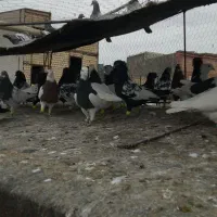 30تا کله سیاه سینه سیاه طوقی سیاه|پرنده|تربت‌حیدریه, سرمحله|دیوار