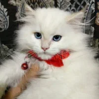 گربه های خاص