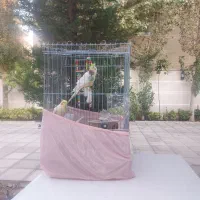 عروس هلندی سخن گو