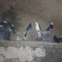 کفتر