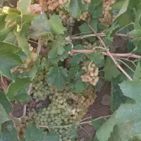 باغ سه هکتاری   نصف باغ انگور و نصف باغ میوه|فروش زمین و ملک کلنگی|باروق, |دیوار