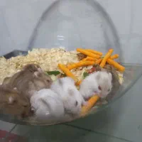 همستر مینیاتوری