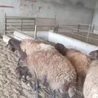 میش هترو و همو