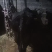 گاو با گوساله ماده