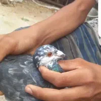 کبوتر