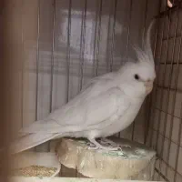 عروس هلندی نر البینو