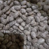 خوردنی|خوردنی و آشامیدنی|نورآباد, |دیوار
