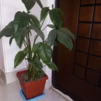 داوطلب گل و گیاه شما|گل و گیاه طبیعی|قم, تولید دارو و یخچال|دیوار