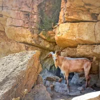 بز نر سانن