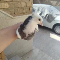 سه عدد طوقی سبز ابی|پرنده|قم, هفت تیر|دیوار