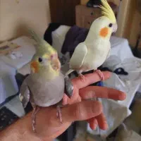 فروشی عروس هلندی جفت مولد سخنگو ۲۰ کلمه بطور واضح