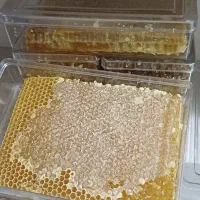 انواع عسل ومعجون تقویت قوا شاهانه|خوردنی و آشامیدنی|زابل, |دیوار