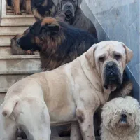 کنکورسو نر و ماده|سگ|کارون, |دیوار