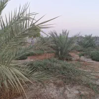 1000 متر باغ روستا چاه عربی (اتوبان بوشهر برازجان|فروش خانه و ویلا|برازجان, |دیوار