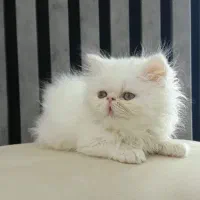 گربه پرشین