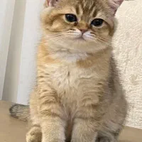 فروش گربه بریتیش و اسکاتیش فولد