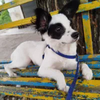 سگ اشپیتس روبایی