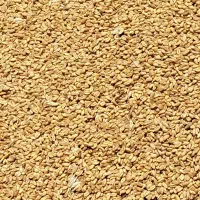 گندم ب شرط|خوردنی و آشامیدنی|نیشابور, گنبد سبز|دیوار