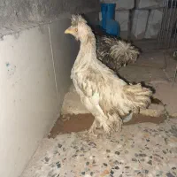 مرغ|حیوانات مزرعه|برخوار, |دیوار