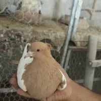 کبوتر ماده|پرنده|برازجان, |دیوار