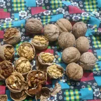 گردوی محلی مراغه و ملکان|خوردنی و آشامیدنی|میانه, |دیوار