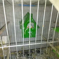 فروشی|پرنده|تهران, استاد معین|دیوار