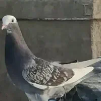 کبوتر گم شده