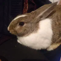 خرگوش نر بالغ