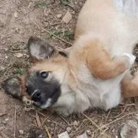 توله پاکوتاه رایگان