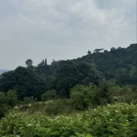 ۱۰۰۰ متر زمین باغ میوه در بابلکنار|فروش دفتر صنعتی، کشاورزی، تجاری|مرزیکلا, |دیوار