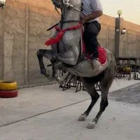 نریان اصیل کرد سواریدار و پرخون|اسب و تجهیزات اسبسواری|سراب, |دیوار