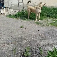 سگ گله ای