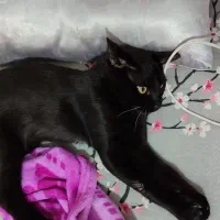 واگذاری رایگان|گربه|پیشوا, |دیوار