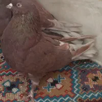 کبوترپرشیسرخ.سبز.گرو