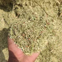 خار خارشتر