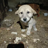 توله سگ عراقی