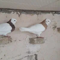 کفتر طوقی|پرنده|مشهد, هفده شهریور|دیوار