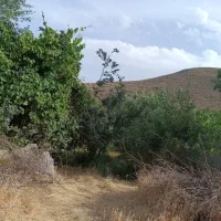 باغ-میوه