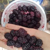 شاتوت تازه با پایینترین قیمت