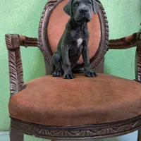 سگهای اشرافی و خاص کین کورسو CANCORSO|سگ|گرمدره, |دیوار